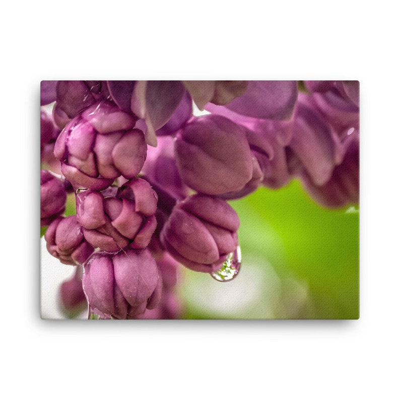Raindrops on the Lilac Canvas Wall Art