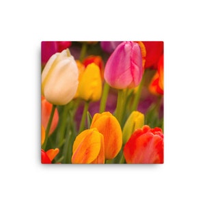Colorful Spring Tulips Canvas Wall Art