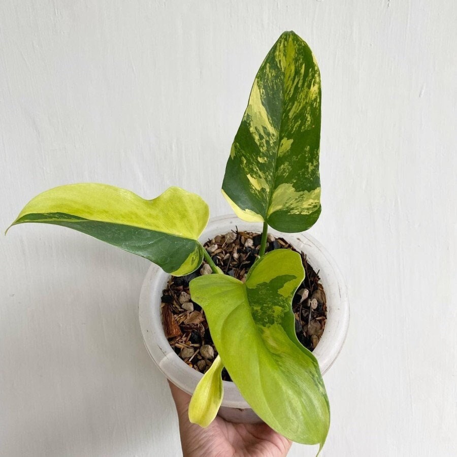 Philodendron Violin Variegated – Exotropical