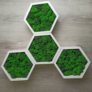 Moss Honeycomb Wall Art, Wood Hexagon Moss Frame, Green Wall Decor Panel, Honeycomb Moss Art for Home or Office, Housewarming gift