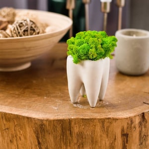 Puede incluir: Una maceta de cerámica blanca con forma de diente humano, rellena de musgo preservado de color verde vibrante. La maceta se encuentra sobre una mesa de rodaja de madera natural junto a un cuenco claro con esferas decorativas y un portavelas gris.