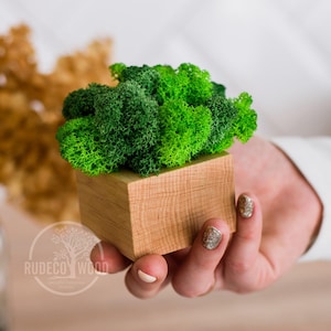 May include: A square wooden planter box containing a dense cluster of vibrant green preserved moss. The natural light-colored wood features a visible grain pattern, and the moss displays various shades of bright and deep forest green tones.