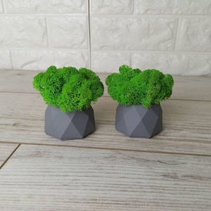 Maceta de musgo preservado: Maceta minimalista de yeso, decoración ecológica