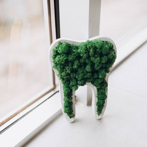 Moss tooth Dental office decor Dentist gift Orthodontist decor Preserved moss decor