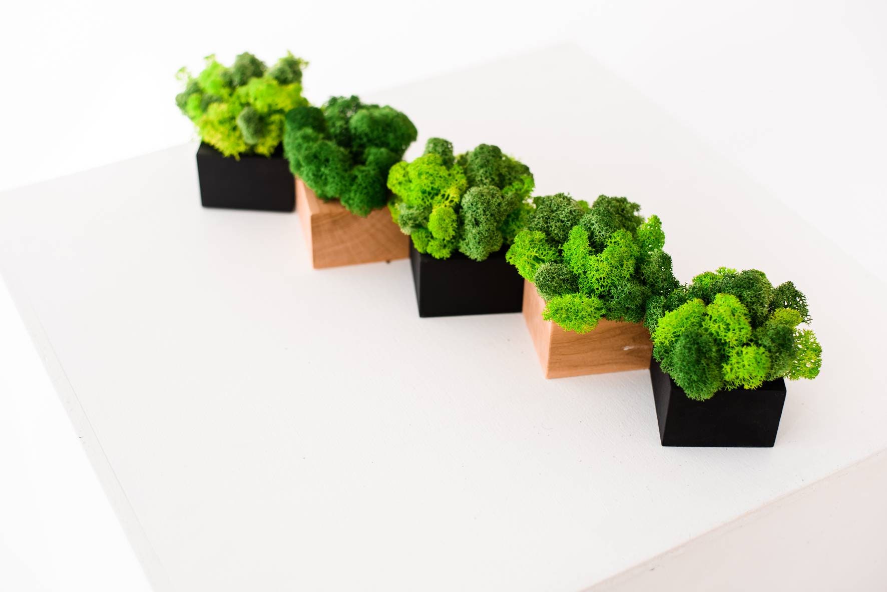 Indoor moss planter Moss decor Mother day gift Moss garden Etsy