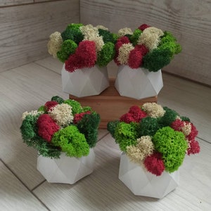 Op de afbeelding: Vier kleine, witte geometrische plantenbakken bevatten elk een levendig arrangement van geconserveerd mos. Het mos heeft een mix van groene, rode en gebroken witte kleuren, wat een natuurlijk en gestructureerd uiterlijk creëert. De plantenbakken zijn op een houten oppervlak geplaatst.