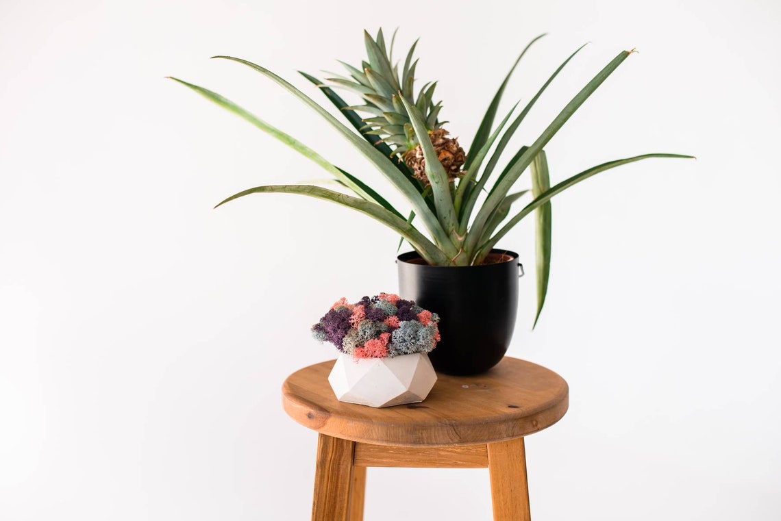 Moss pot Moss planter Indoor planters Live Moss Preserved Etsy