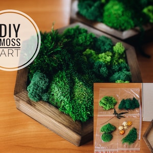DIY Moss Art Kit, Fairy Garden Craft, Preserved Moss Decoration, Nature Lover Gift, DIY Crafts for Her, Hobby Art Kit for Adults
