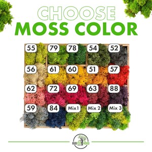 K&ouml;nnte beinhalten: Holzdisplay mit verschiedenen Farben konservierten Mooses. Der Text "CHOOSE MOSS COLOR" ist gr&uuml;n dargestellt. Jede Moosfarbe ist mit einer Nummer versehen, darunter Gr&uuml;nt&ouml;ne, Gelb, Rot und Lila.