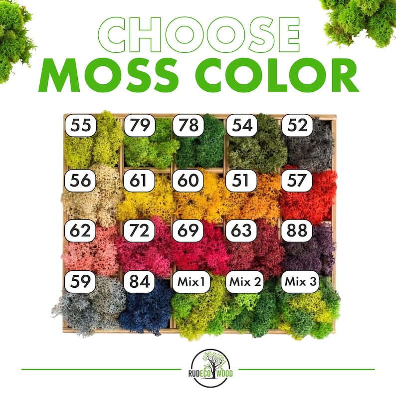 K&ouml;nnte beinhalten: Holzdisplay mit verschiedenen Farben konservierten Mooses. Der Text "CHOOSE MOSS COLOR" ist gr&uuml;n dargestellt. Jede Moosfarbe ist mit einer Nummer versehen, darunter Gr&uuml;nt&ouml;ne, Gelb, Rot und Lila.