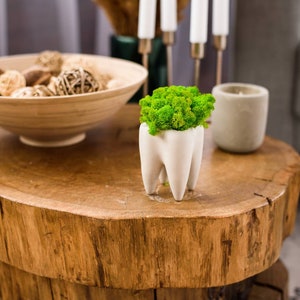 Moss tooth pot preserved moss Dentist gift  Tooth gypsum planter Home decor Dentist office sign Moss decor Orthodontist gift