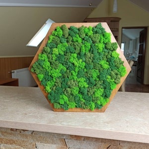 May include: A hexagonal wooden frame filled with preserved moss in various shades of green. The moss creates a dense, textured surface within the geometric border, displaying a mix of light lime, medium forest, and dark emerald green tones.