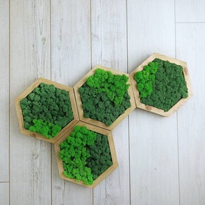 Live moss wall art, Honeycomb, Plant wall art, Moss hexagons, Ecofriendly decor, Preserved moss, Wood frame