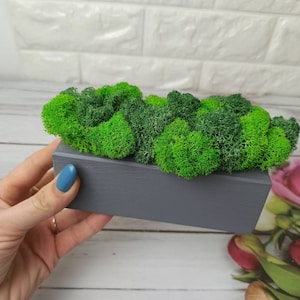 Eco-Friendly Moss Plant Pot, Natural Green Moss Planter, Unique Decorative Pot for Home, Perfect Gardening Gift for Her