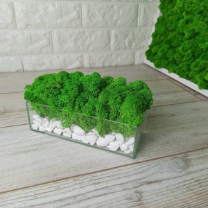 Terrario de musgo preservado en macetero de vidrio, decoración única para jardín interior, suculenta para oficina o hogar, ideal como regalo para madres o abuelas.