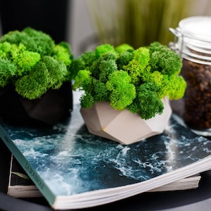 Gypsum pots Moss decor Geometric pots Home living Moss pots Table decoration Reindeer moss Preserved moss