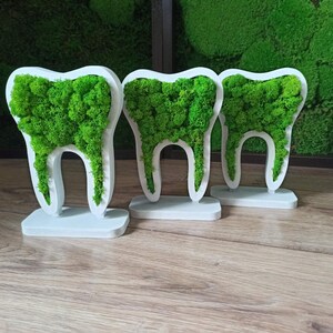 K&ouml;nnte beinhalten: Drei dekorative Zahnskulpturen mit wei&szlig;en Rahmen und Sockeln, gef&uuml;llt mit leuchtend gr&uuml;nem Moos. Die Skulpturen sind auf einer Holzoberfl&auml;che angeordnet, mit einem gr&uuml;nen Moos-Hintergrund.
