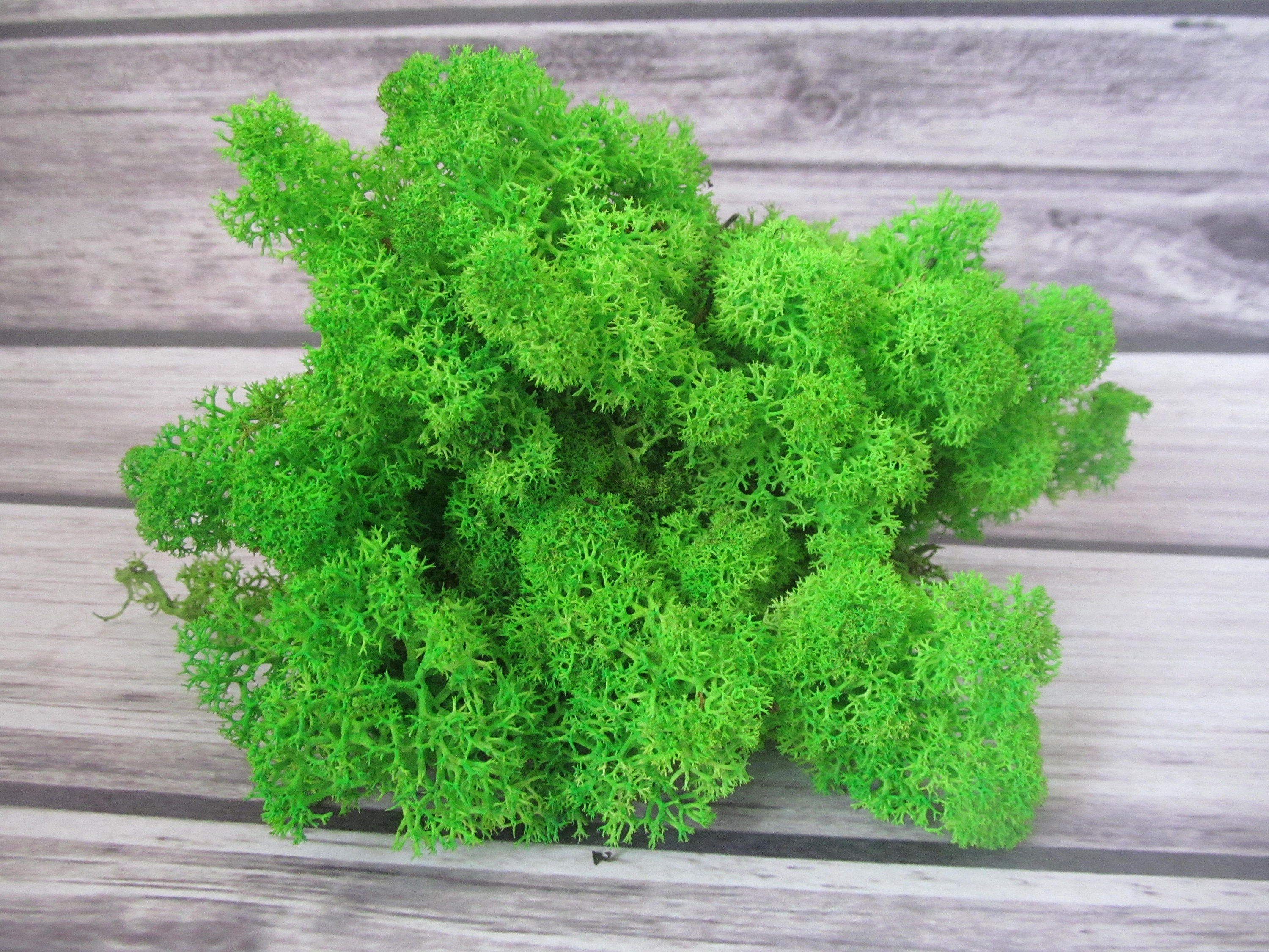 Preserved Moss Natural Reindeer Moss Stabilized Moss Norway Etsy preserved-moss-natural-reindeer-moss-stabilized-moss-norway-etsy