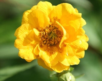 Geum 'Lady Stratheden'