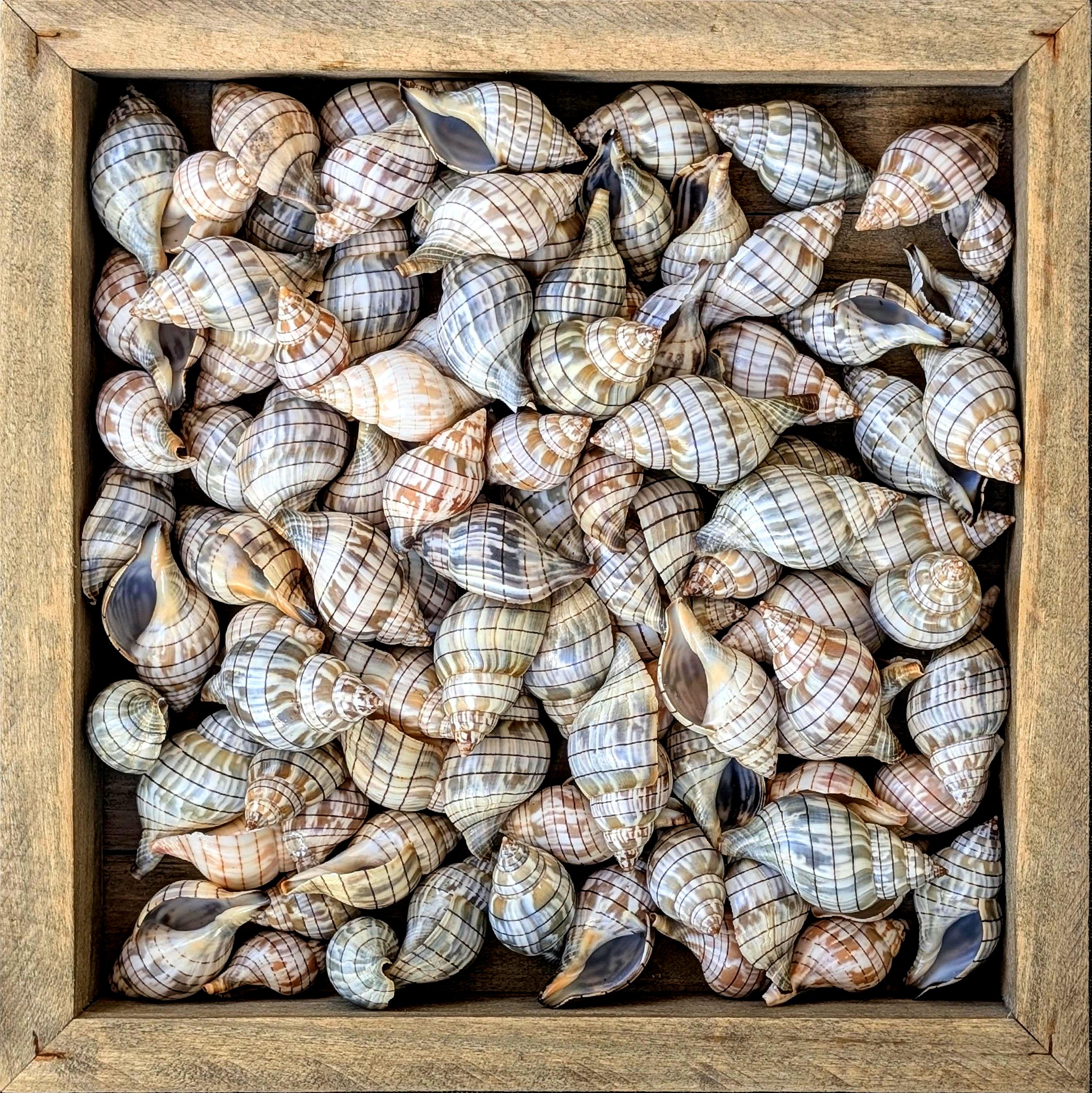 Banded Tulip Shells From Florida. Bulk ** 100 Shells** Excellent ...