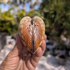 以下が含まれることがあります： 茶色とベージュのストライプ模様のハート型の貝殻。貝殻は手で持たれており、背景には緑の葉と青い空がぼやけています。