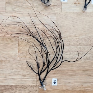 Sea Fan/Sea Whips. Black Coral. Ocean Branches 9" - 12"