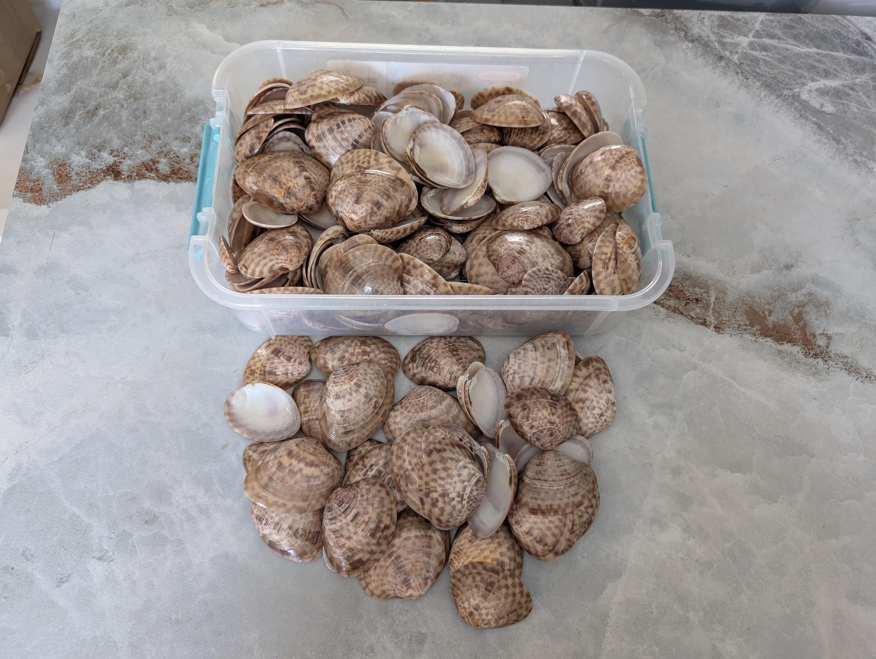 Sanibel Island Calico Clam Shells, 25 Assorted Shells. - Etsy
