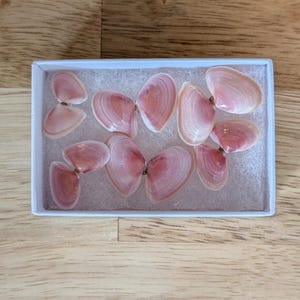 May include: A white box filled with pink seashells. The shells are arranged in a pattern and are all different sizes.