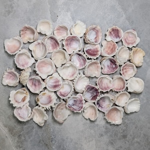 May include: A collection of small, open seashells with a mix of white, pink, and purple hues. The shells are arranged on a neutral surface, showcasing their natural textures and colors. These shells are ideal for beach-themed crafts and decor.