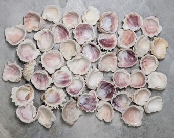 May include: A collection of small, open seashells with a mix of white, pink, and purple hues. The shells are arranged on a neutral surface, showcasing their natural textures and colors. These shells are ideal for beach-themed crafts and decor.