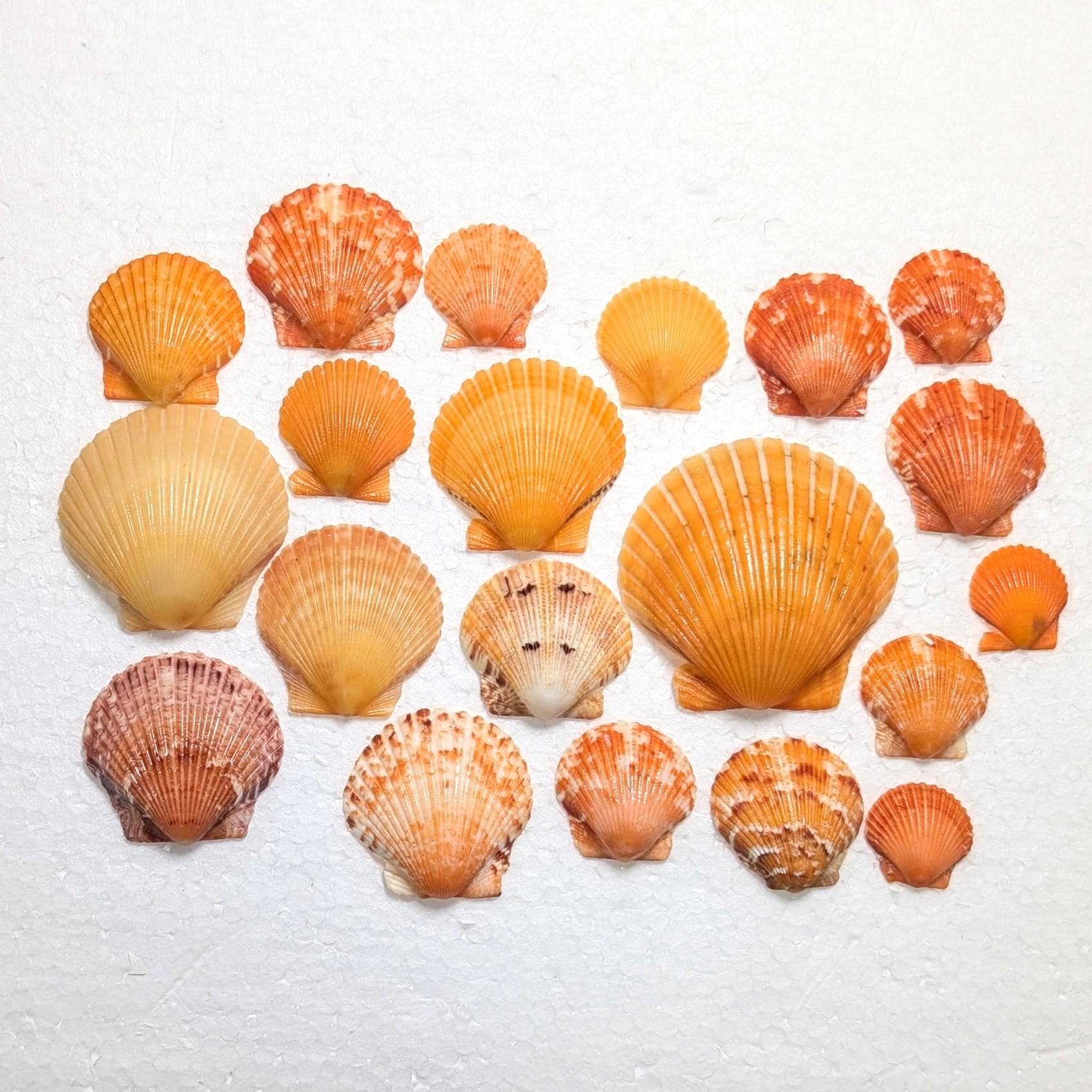 Orange Scallop Shells From the Beaches of Southwest Florida. - Etsy