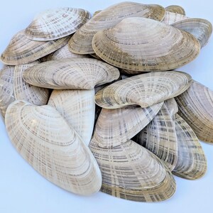 May include: A collection of clam shells in various sizes and shades of beige, tan, and brown. The shells have a ribbed texture and are arranged in a pile, with some overlapping others. The shells are empty and appear to be naturally weathered.