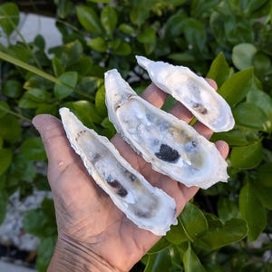 Long narrow oyster shell cups, 20 pieces, can be drilled for ornaments.