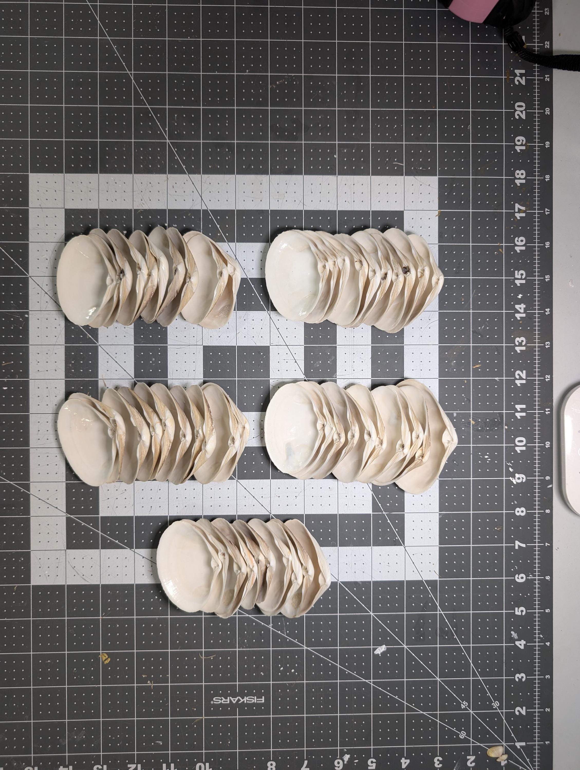 Surf Clam Shells 2