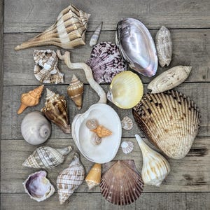Confezione assortita di conchiglie della Florida