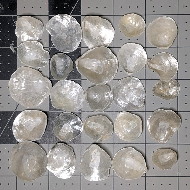 Jingle Shells From Florida. - Etsy