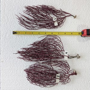 Dark purple Sea Fan Coral, Gorgonians, all natural.