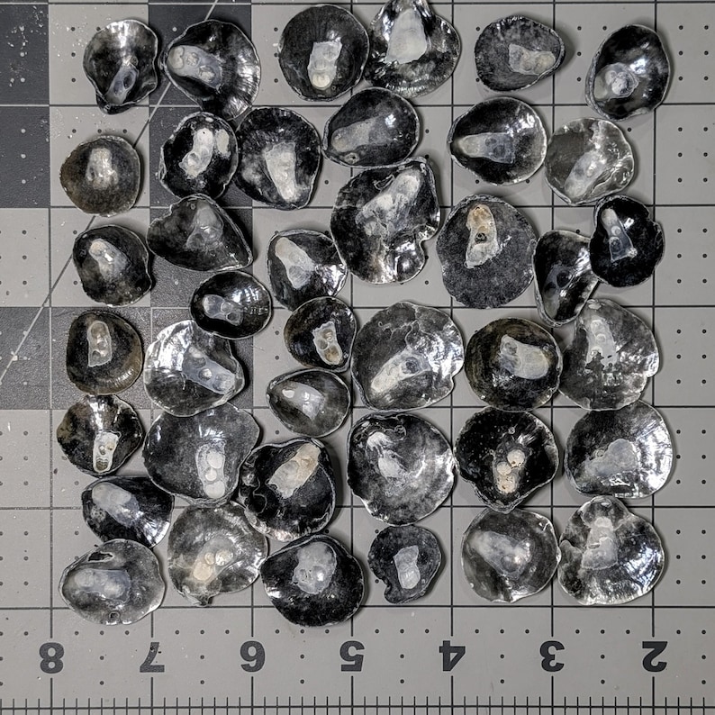 Jingle Shells From Florida. - Etsy