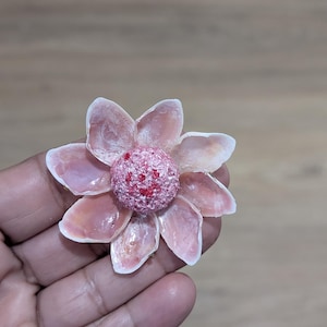 Rose Tellin Shell Rose Petal Tellin Shells. 50 - 100 Shells. Small and Large Sizes. - Etsy