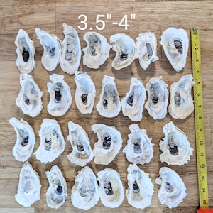 May include: A collection of oyster shells, each measuring between 3.5 to 4 inches. The shells are off-white with dark interior markings, arranged on a wooden surface. A yellow measuring tape is visible.