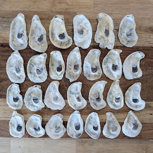 50 Medium Oyster Shells: Southwest Florida Craft Supply (2-3 inch)
