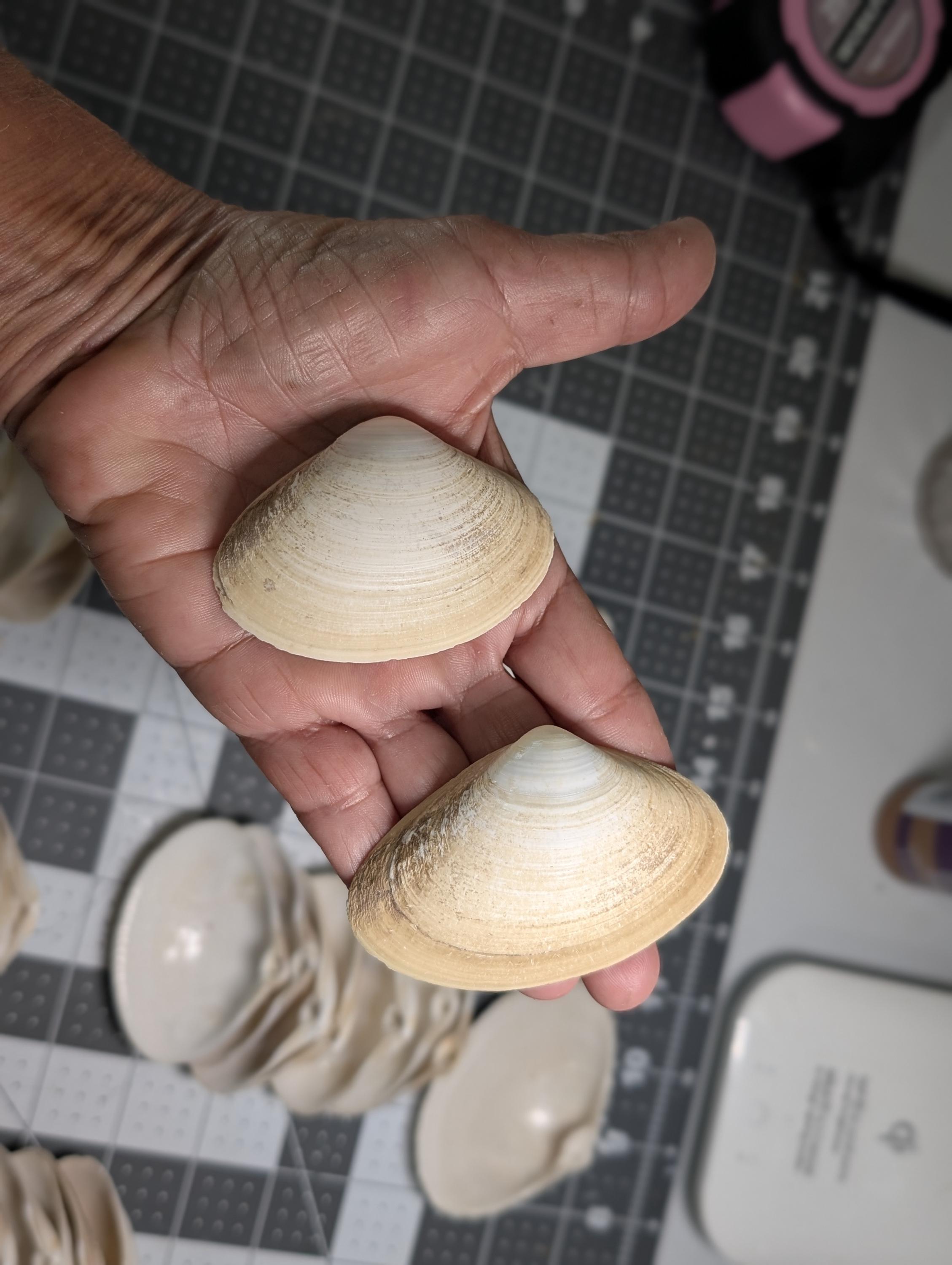 Surf Clam Shells 2