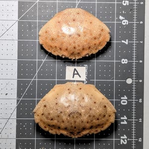 May include: Two tan, shell-shaped objects with a speckled pattern and dark brown spots are displayed on a black cutting mat. The letter "A" is visible on a white label between the two objects. The objects are positioned on a grid with centimetre measurements.