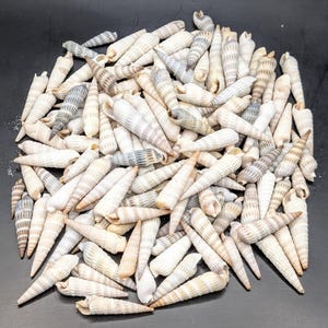 May include: A large collection of elongated, spiral-shaped auger seashells scattered together. The shells feature a textured surface with alternating bands of white, cream, and light brown or grey tones, showcasing natural ridges and pointed tips.