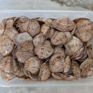 Conchiglie di vongole veraci dell'isola di Sanibel, 25 conchiglie assortite.
