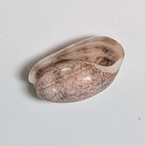 Op de afbeelding: Een natuurlijke zeeschelp met een gladde, glanzende buitenkant. De schelp heeft een gespikkeld patroon in bruin- en beigetinten, met een crèmekleurige binnenkant. De vorm van de schelp is gebogen en langwerpig, met een afgeronde basis.