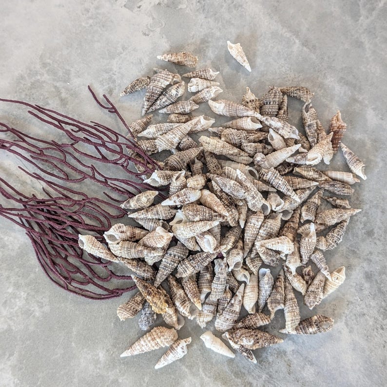 Pointy Nut Shells 100 Cerith Shells, Pointy Craft Shells From Florida Beaches - Etsy