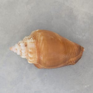 Knobless Florida Fighting Conch. Rare.