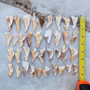 May include: An overhead shot displays numerous seashells, each with a unique, curved shape and varying shades of cream, tan, and brown. A yellow measuring tape is positioned along the right side, showing measurements up to 8 inches.