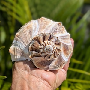 May include: A large, spiraled seashell featuring a complex pattern of tan, brown, and white radial ridges. The shell has a prominent, raised central spire with intricate, layered whorls that expand outward toward the textured, scalloped outer edge.